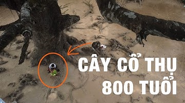 Cây dầu cổ thụ 800 tuổi  tại Trà Vinh - Kỳ lạ và huyền bí