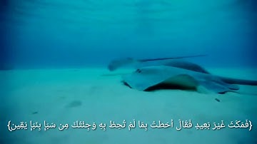 (ولقد آتينا داوود وسليمان علما وقال الحمد لله ) / القارئ عبدالرحمن السعيد