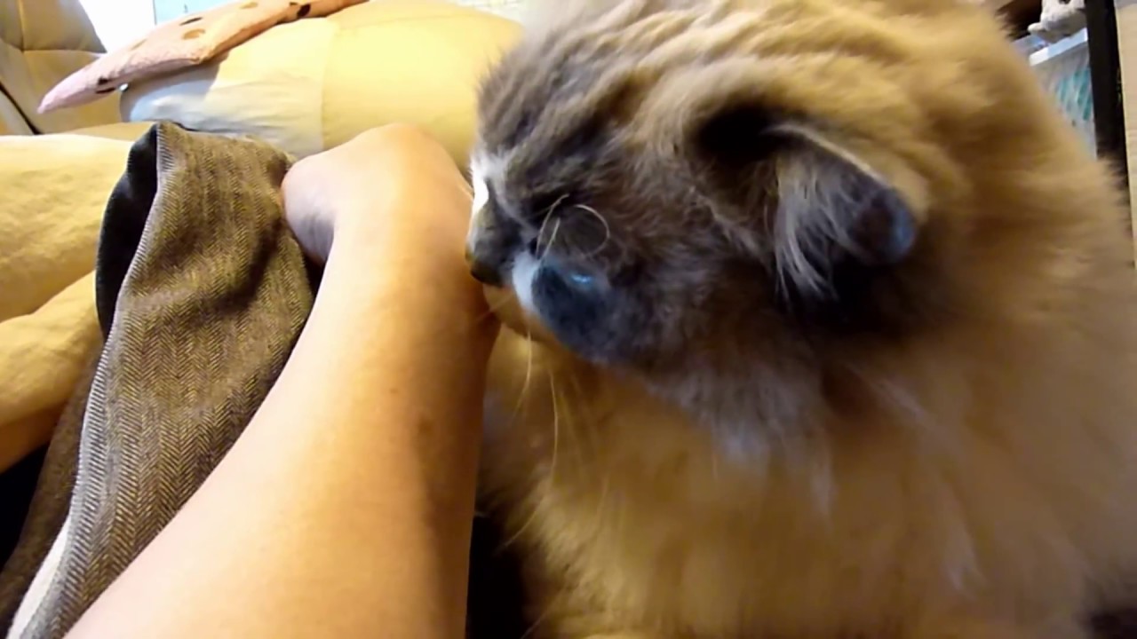 甘えん坊猫ゴロゴロ言いながらザリザリ