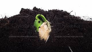 Germination of growing pumpkins roots from a plants seed underground in time lapse