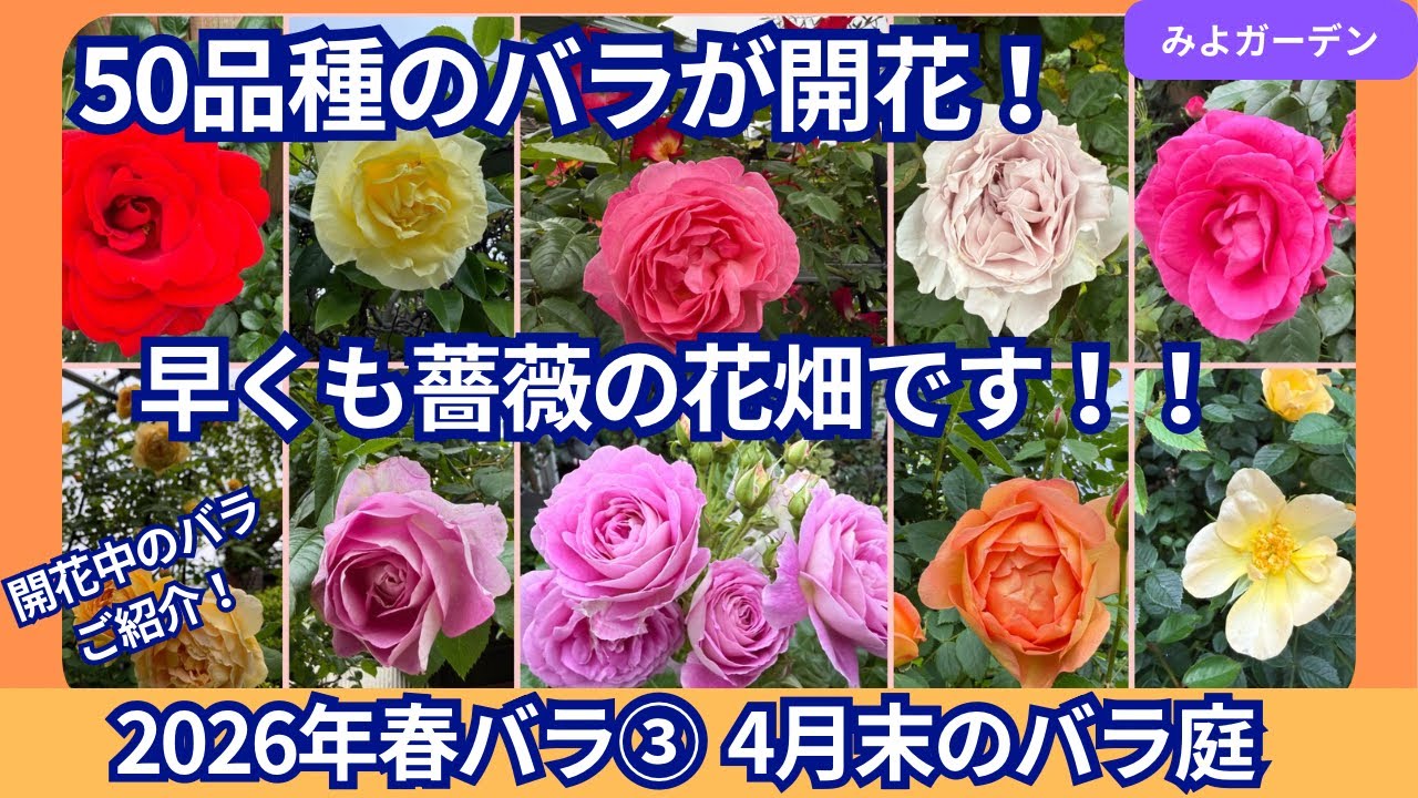 50品種のバラが開花で早くも花畑に！春バララッシュが凄いです！【2026