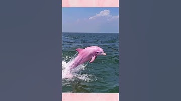 MXH xôn xao về cá heo hồng bên bờ biển: Sự thật bất ngờ  #dulich #thegioi #travel #khampha #huyenbi