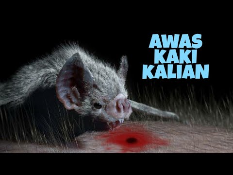 Video: Apa yang dimaksud dengan kelelawar penghisap darah?