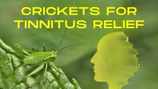 Apakah Suara Kriket Solusi Baru Untuk Tinnitus?