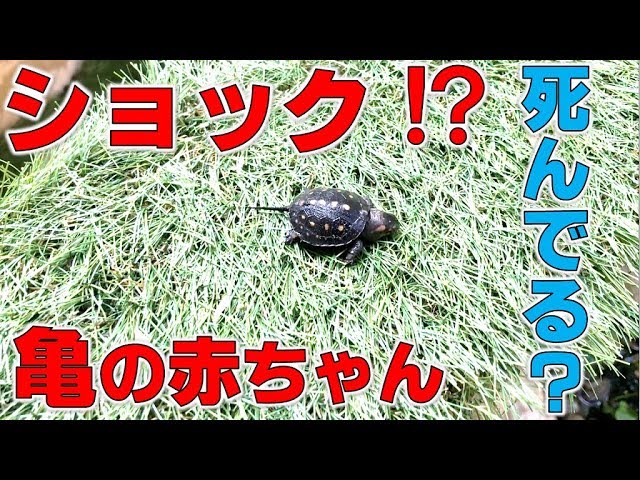 亀の赤ちゃんが死んだ なぜ 18 060 Youtube