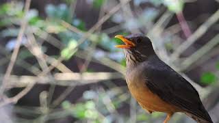 Olive Thrush Song | Blissful Birding | Bird Calls