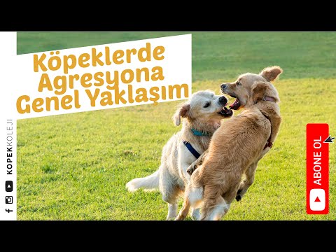 Video: Küçük Köpeğim Neden Büyük Köpeklere Yönelik Agresif?