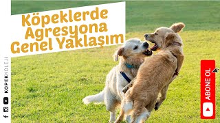 Köpeklerde Agresyona Genel Yaklaşım