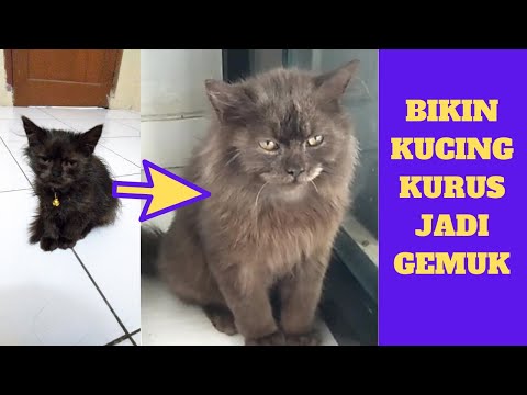 BIKIN KUCING KURUS JADI GEMUK | BEGINI CARA MENGGEMUKAN KUCING!