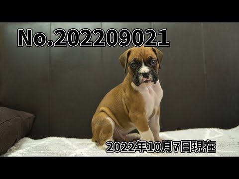 ボクサー犬の子犬販売 No.bo202209021 静岡県浜松市のブリーダー 2022年9月2日生 10月7日現在