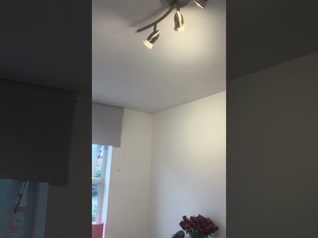 Lovely single room top floor of town house  Main Photo