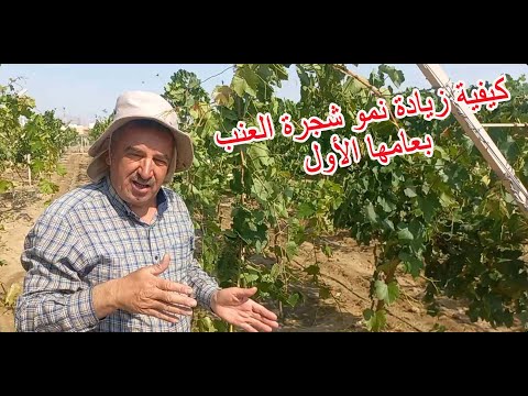 كيفية زيادة نمو شجرة العنب بعامها الأول           1 