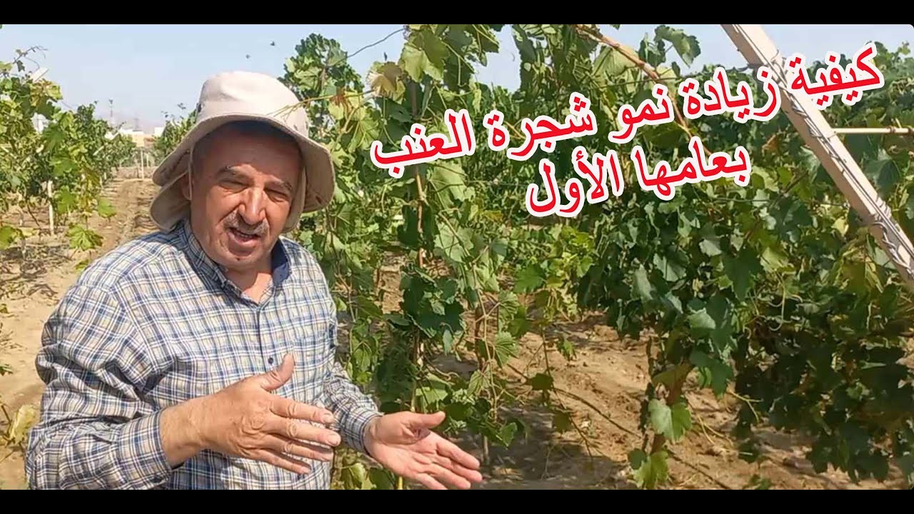 كيفية زيادة نمو شجرة العنب بعامها الأولHow to increase the growth of the grape tree in its 1st year