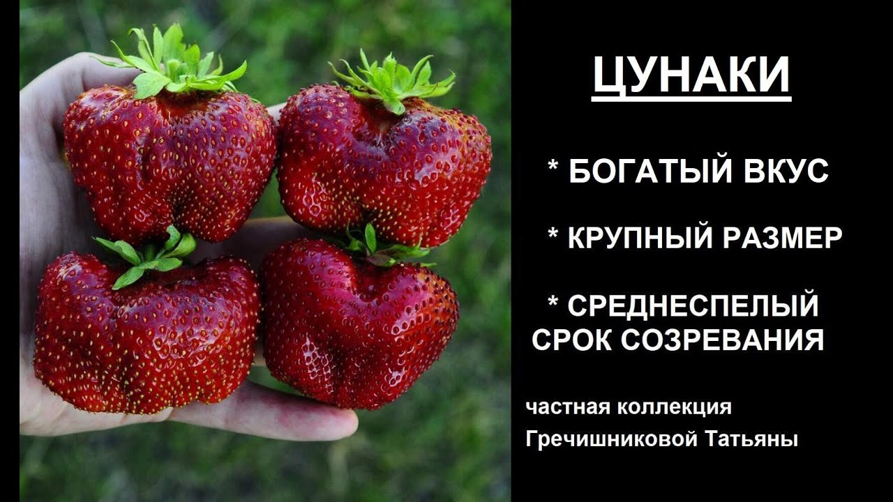 Сорт клубники цунаки. Клубника Цунаки. Клубника сорт гигант Джорнея. Клубника Цунаки описание сорта. Цунаки фото.