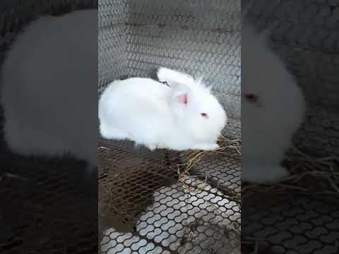 ទន្សាយ Angora នៅបាធាយ កម្ពុជា Angora rabbit at Batheay cambodia