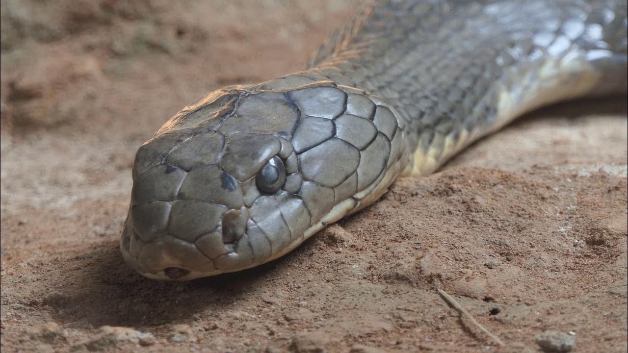 cobra snake - Recherche Google  Snake, King cobra snake, King cobra
