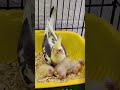 Check out ChuChu's chicks growing up from cute fluffballs to awesome little birds!✨🐣#cockatielscraze