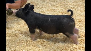 50-5 Berk Gilt
