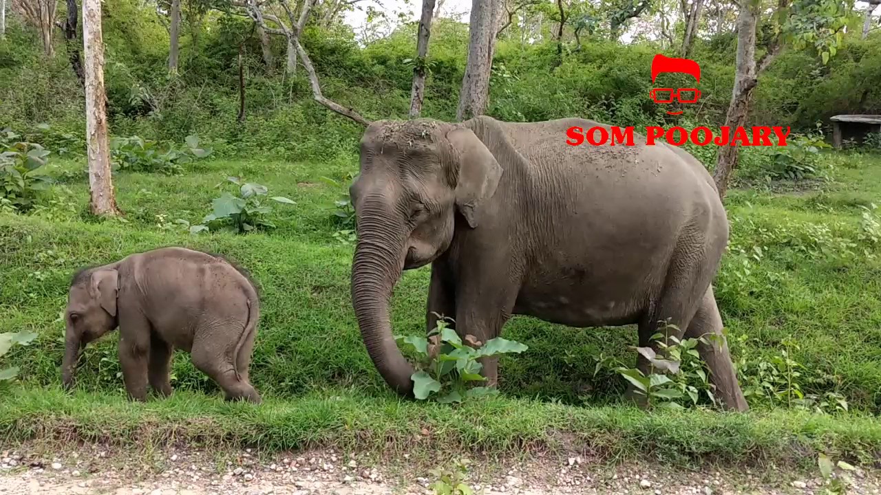 indian song Bandipur national park animal wild elephant
