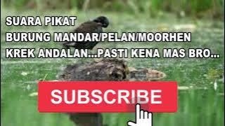 KREK ANDALAN...SUARA PIKAT BURUNG MANDAR/PELAN/MOORHEN...MANTAP...DIJAMIN DAPAT..
