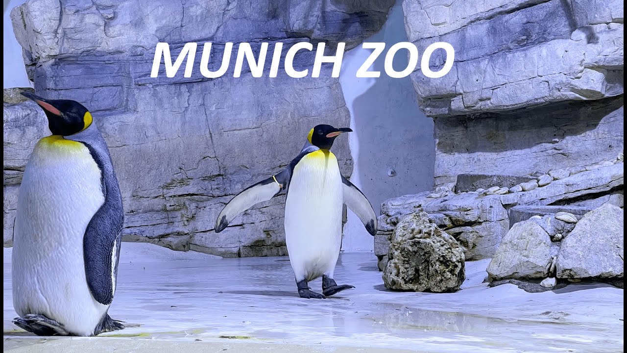 Munich Zoo. Penguins, Polar bears and lots more
