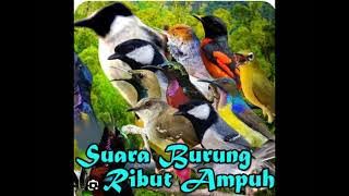 Suara Pikat Sogon dan Pijantung Langsung Samber