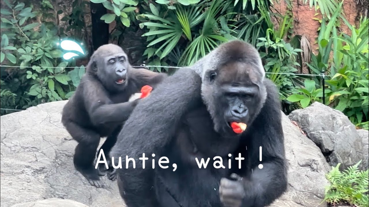 ホリホリゴリラ 🦍父ゴリラは群れのボス❗️The family members check out the boss