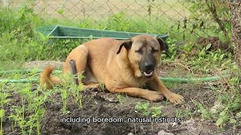 how to stop your puppy digging? THE SECRET to ending dog digging habits forever