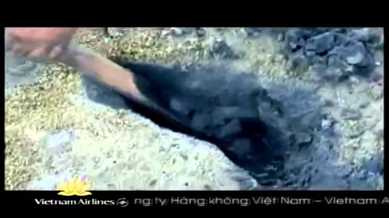 Đào trùn biển ở Quy Nhơn S Việt Nam YouTube - YouTube