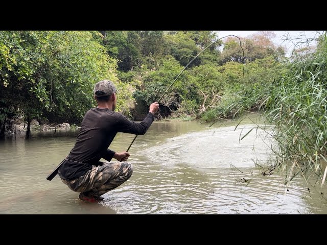 Câu Dính Con Cá Rất To Núp Dưới Bụi Cỏ Big fish fishing in the forest class=