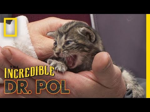 Kitten With a Cold | The Incredible Dr 