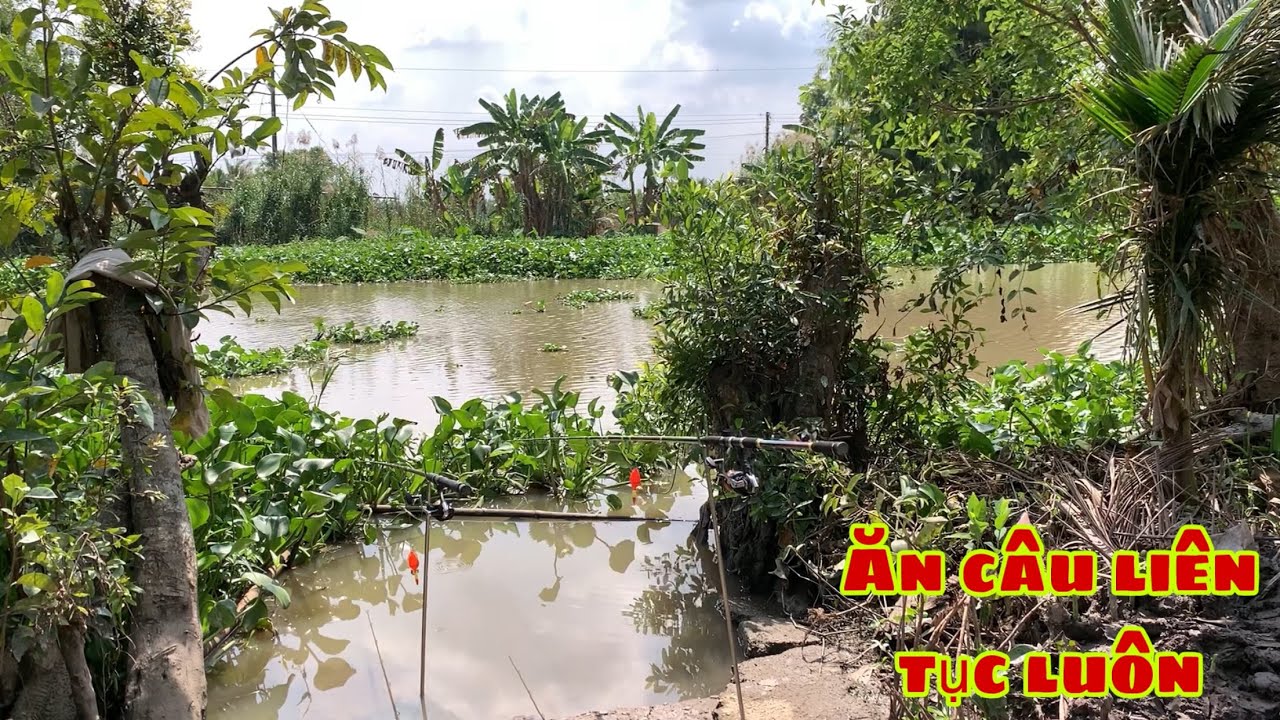 Câu Cá Tra Sông - Lại Bãi Này Quăng Câu Cá Ăn Dính Liền Luôn | Fishing Miền Tây