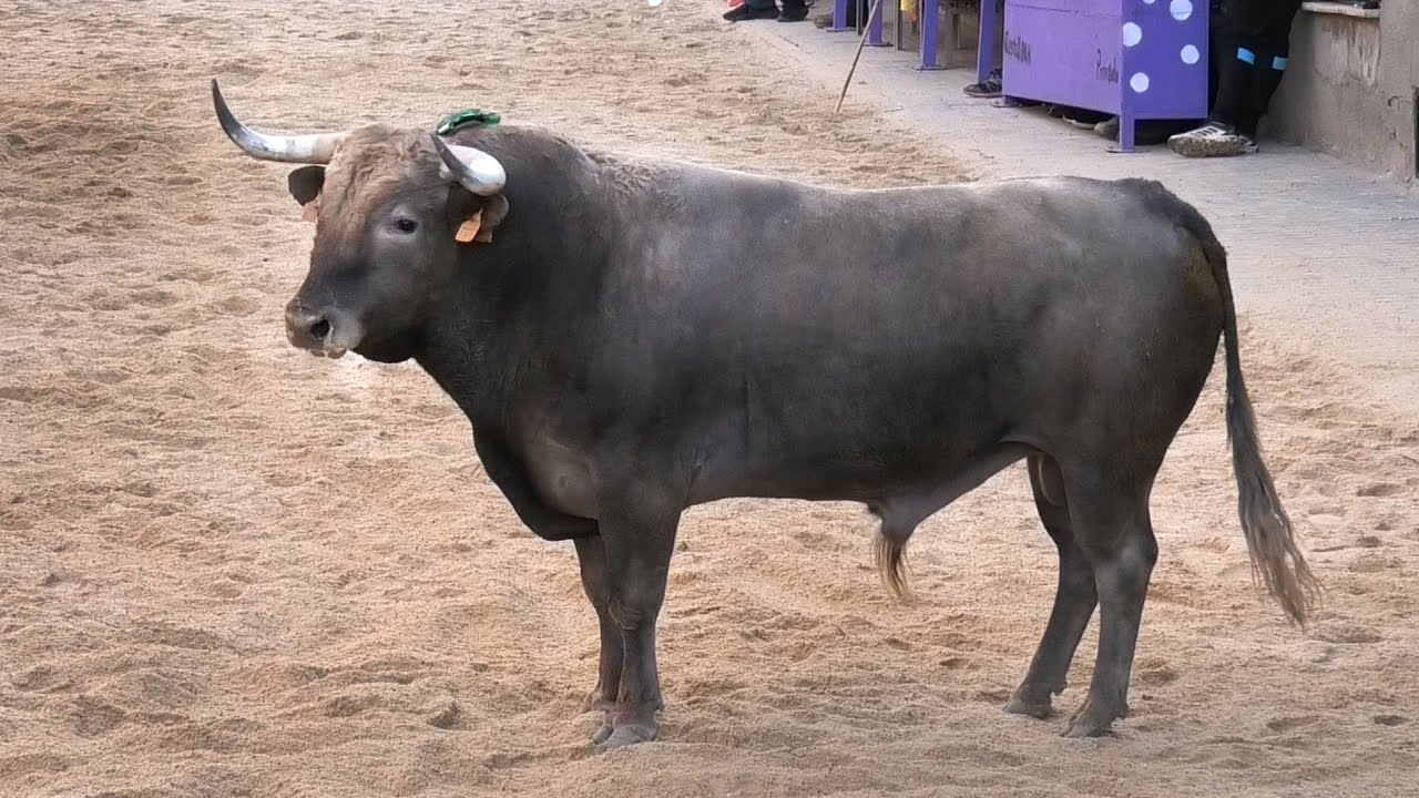 Pozaldez 2024 Toro de San Boal