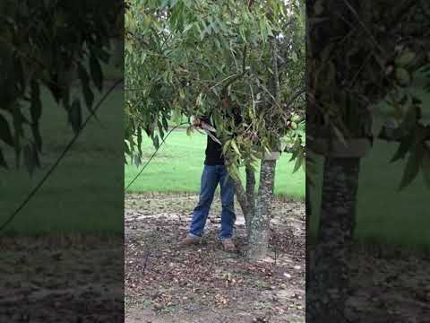 Video: Makadaamia pähklipuud – õppige makadaamiapähklite kasvatamise kohta