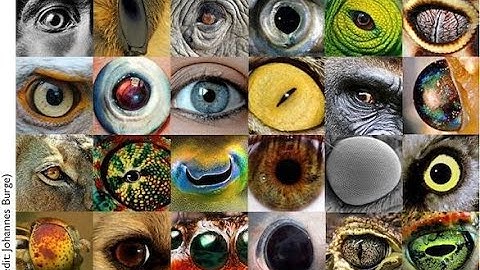 A Language for Psychedelic Experiences: Algorithmic Reductions, Field Operators, and Dimensionality