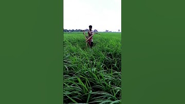 Teknik Pengendalian Tikus di Sawah #shorts