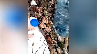 Пошли прогуляться за берёзовым соком