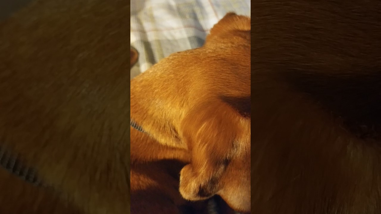 The history of the chiweenie