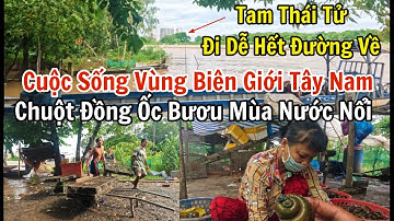 Cuộc sống vùng biên giới Tây Nam, mùa chuột đồng trên biên giới An Giang.