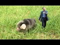 mole walking