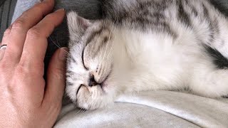 毎日ママの膝で寝る子猫がかわいすぎて仕事になりませんスコティッシュフォールド