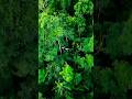 🌳 Amazon Rainforest: Earth's Lungs! 😱