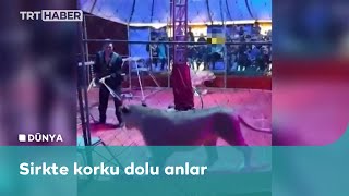 Rusya’da sirkteki aslan eğitmene saldırdı
