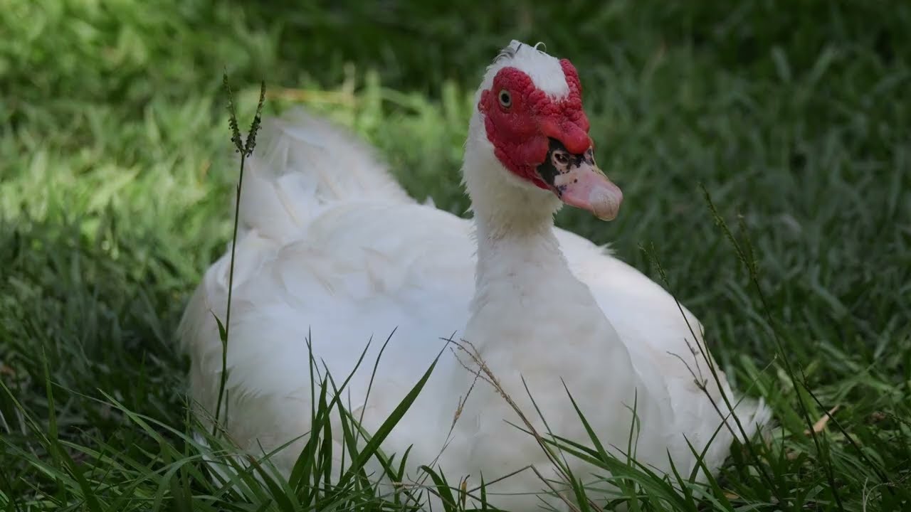 Ducks of Ormiston taken with the Panasonic Gh7 4K 120fps