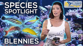 Species Spotlight: BLENNIES | With Hilary, Marine Biologist of WaterLoggedLife.com