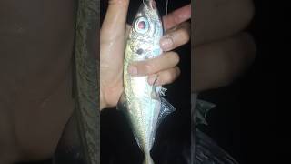 Fishing mackerel horse at night #fishing  #Fishingnight #mackerelhorse