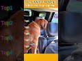 Funniest AnimalsMoments#shorts #lucu #kocakk