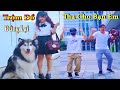 Dương KC | Ngáo Bảo Bảo #2 | chó thông minh đáng yêu | cute smart dog pet | Thú Cưng TV