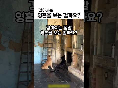 묘비를 응시하는 강아지 두 마리는 영혼을 보는 걸까요? #강아지귀신 thumbnail