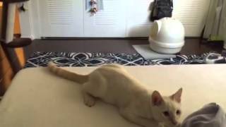 Famous Yoshi kitty playing fetch like a dog take 2 Net Worth